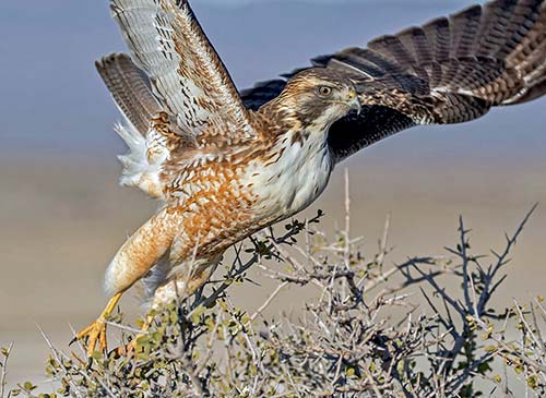 Aguilucho común (Buteo polyosoma)