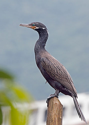 Bigua (Phalacrocorax brasilianus)