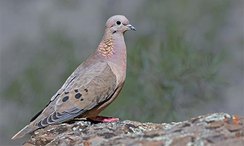 Torcaza (Zenaida auriculata)