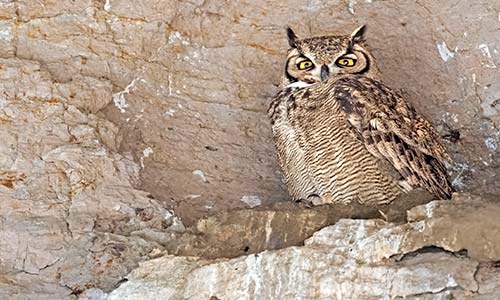 Tucúquere (Bubo magellanicus)