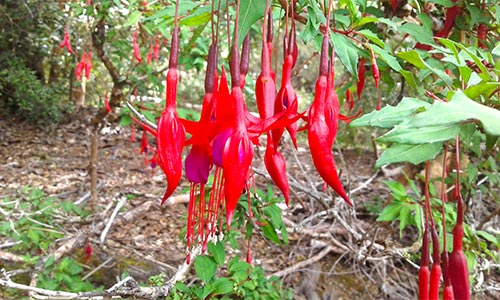 Aljaba ó Fucsia en Patagonia: Imagen Balero Producciones