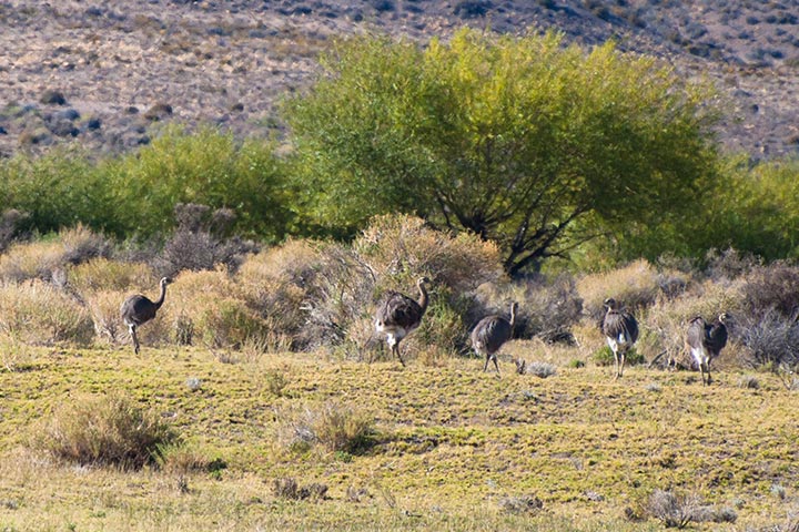 Choique - Ñandú Patagónico - Rhea pennata